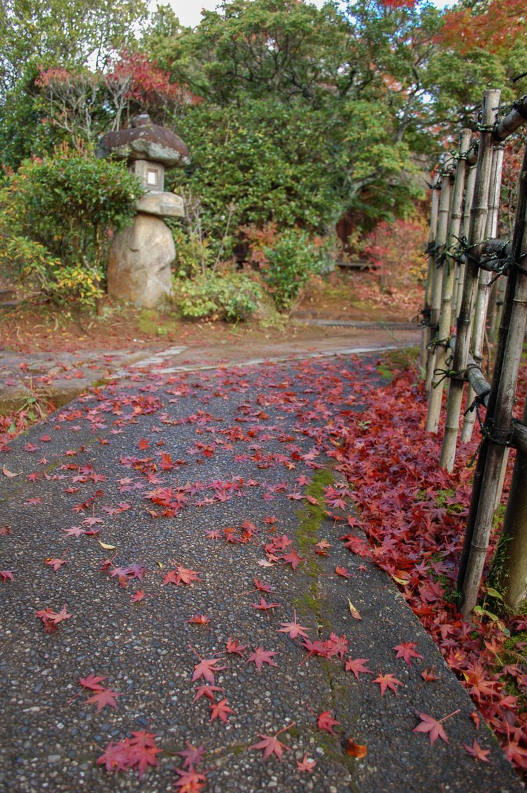 Maple leaves in autumn