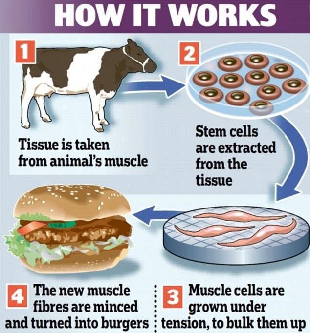 Image result for stem cells burger