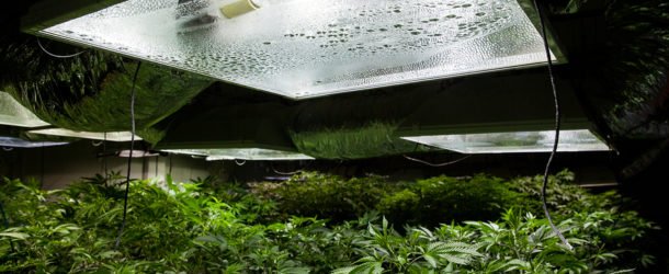 Image result for weed in roof space