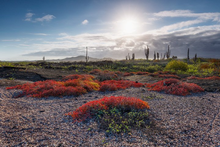 Beautiful landscape and vegetation on Isabela island