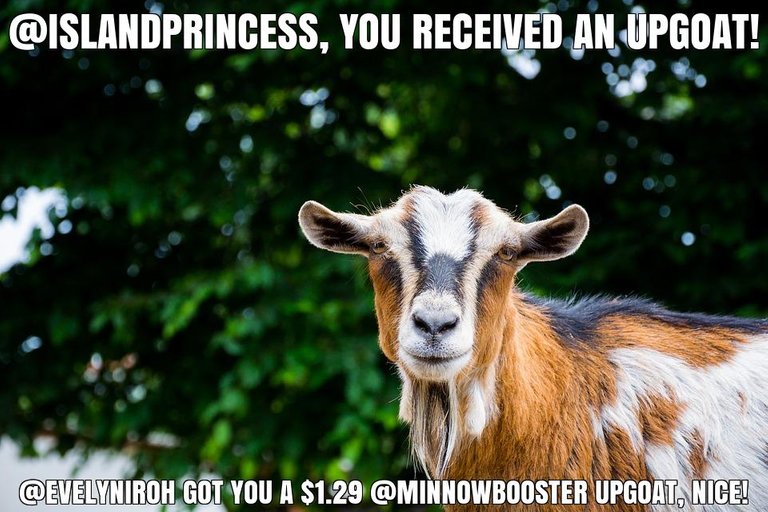 @evelyniroh got you a $1.29 @minnowbooster upgoat, nice!