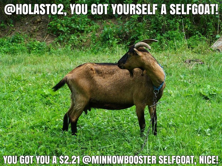 @holast02 got you a $2.21 @minnowbooster upgoat, nice!