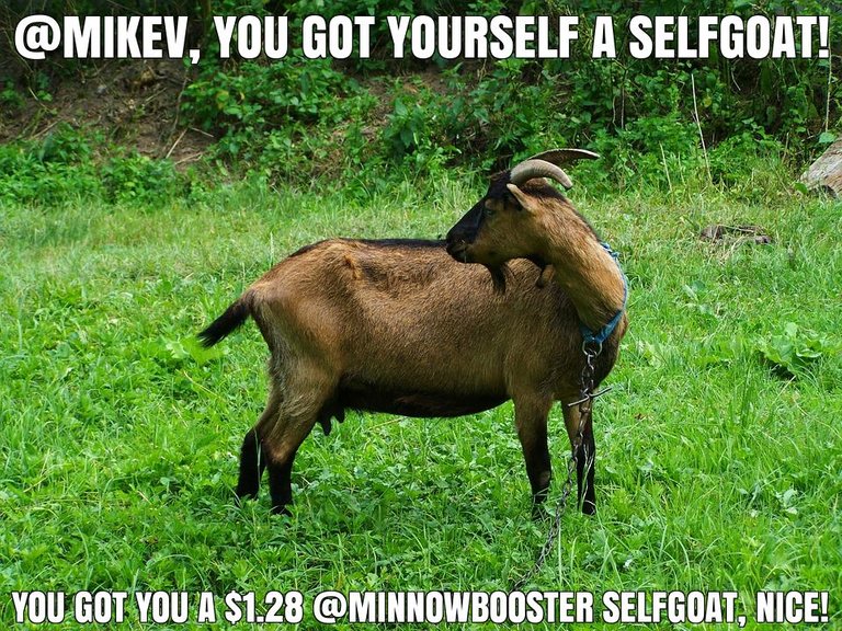 @mikev got you a $1.28 @minnowbooster upgoat, nice!
