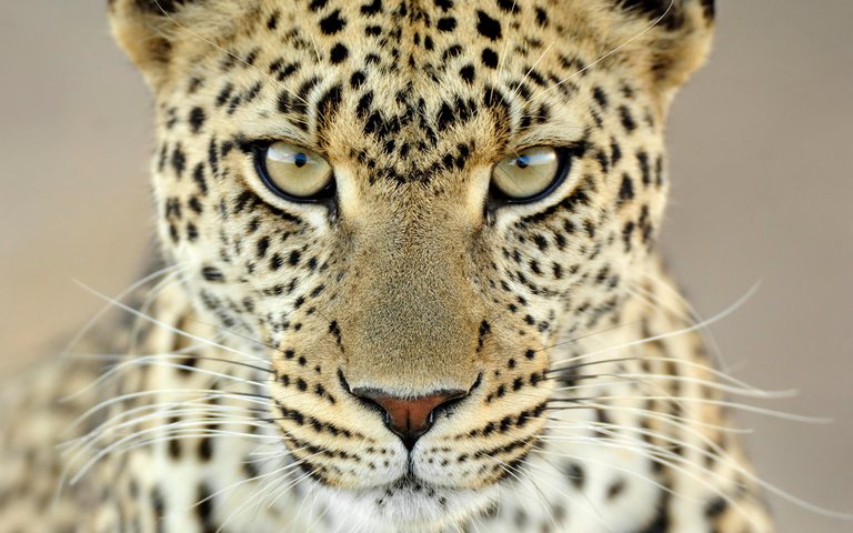 The Cheetah