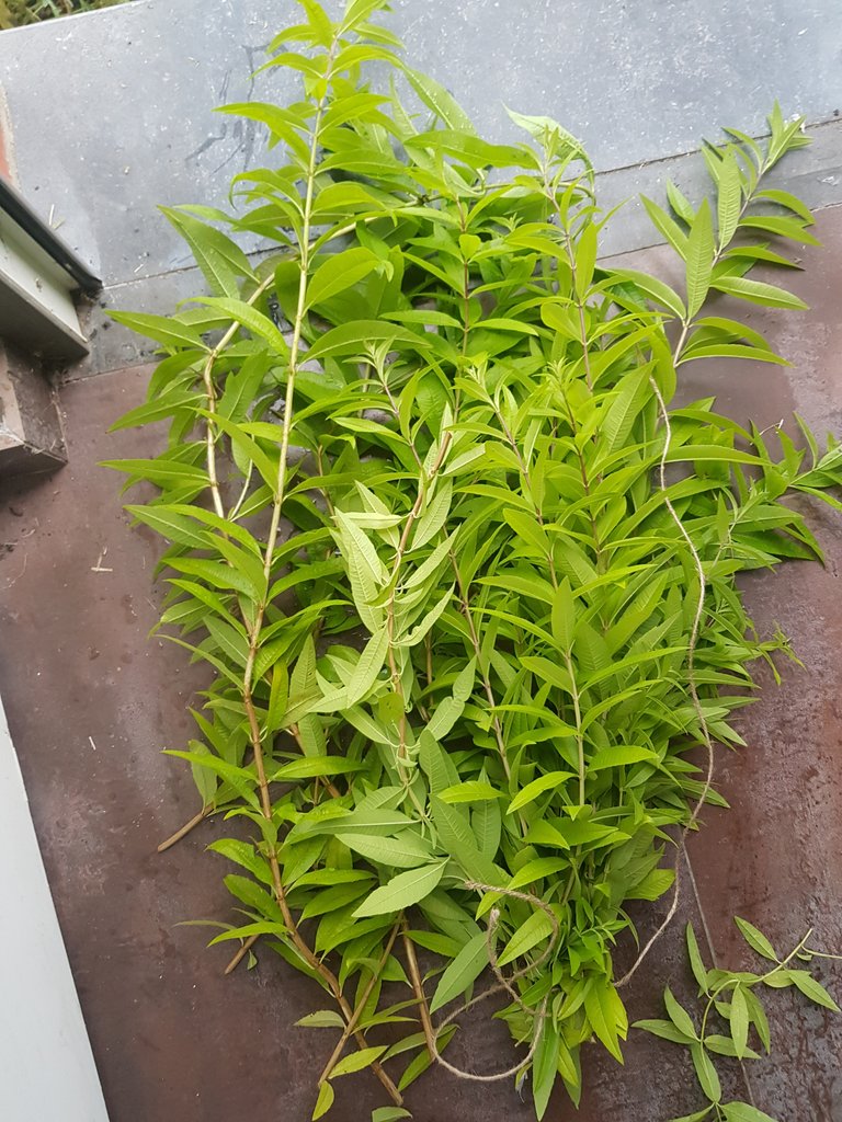 Lemon Verbena