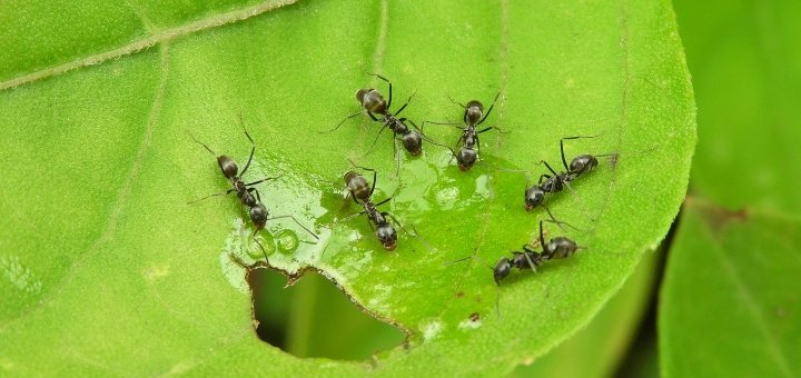 ants in my garden