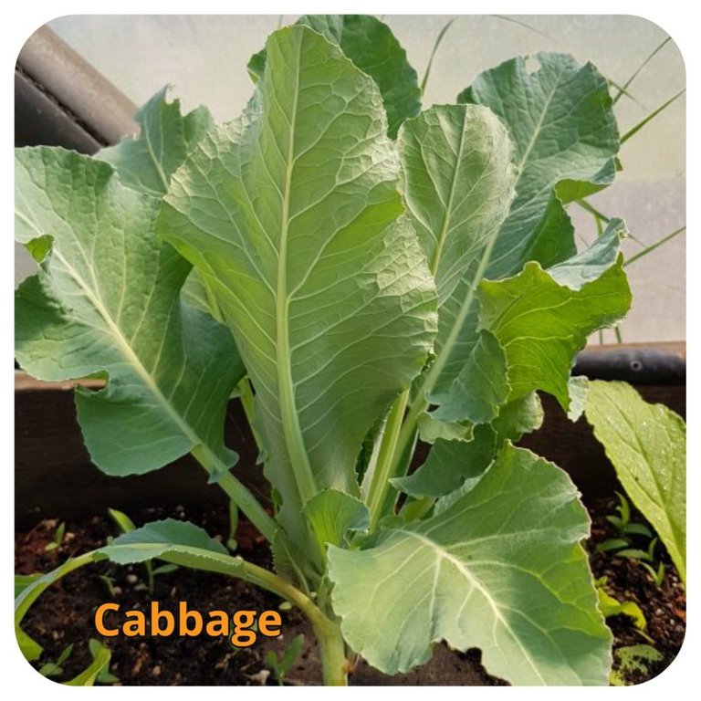 Greenhouse Cabbage
