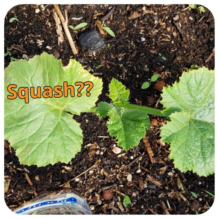 Greenhouse Squah