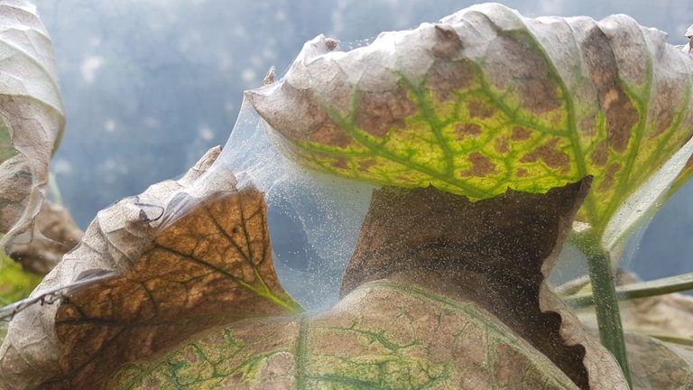 spider mites