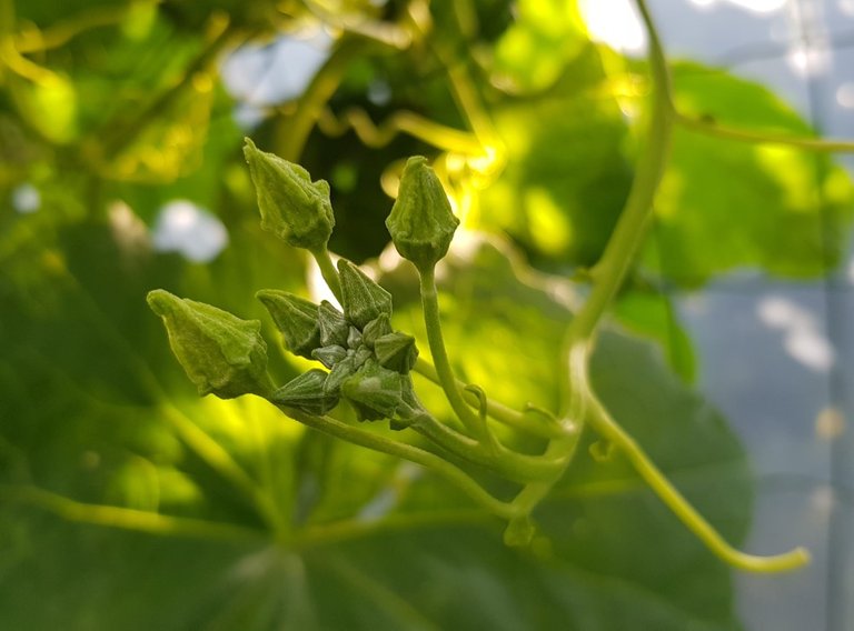 Loofah flower buds