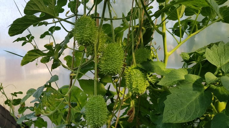 garden and greenhouse - maroon cucumber