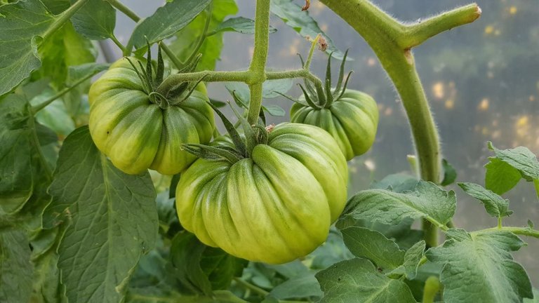 garden and greenhouse tomatoes - coeur de boeuf