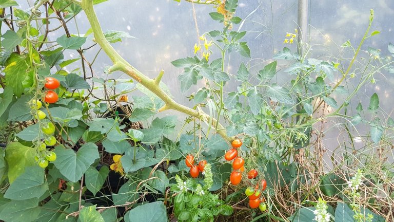 garden and greenhouse tomatoes