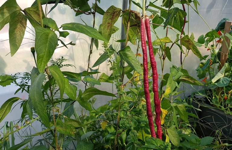 garden and greenhouse - yardlong beans