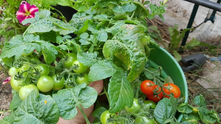 garden greenhouse red robin tomatoes