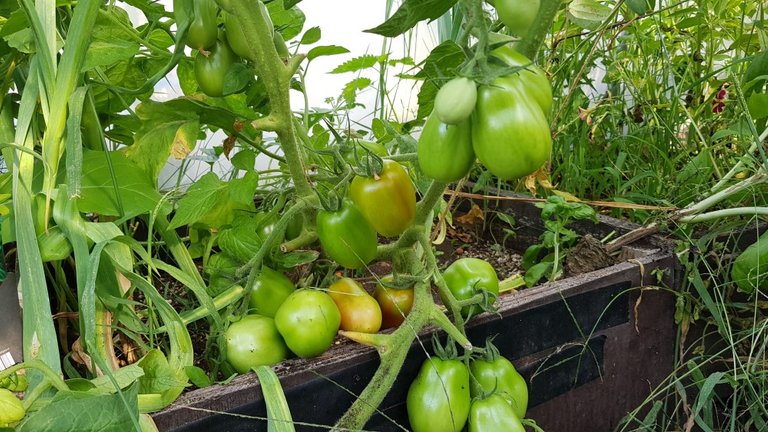 greenhouse roma tomatoes