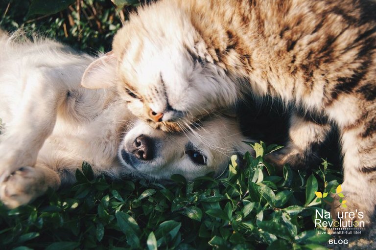 5 Natural Ways to Settle Your Pet’s Upset Stomach