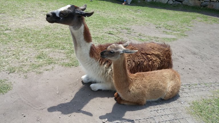 llama