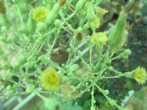 Flower of lettuce