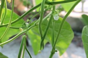 French Beans in Full Glory