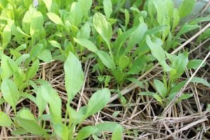 Second batch of spinach doing well with some mulch of paddy straw