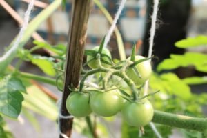 Cherry Tomatoes Everywhere