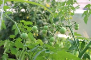 Another variety of cherry tomatoes grown from seeds I save last year