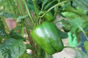 We have started getting bell peppers already