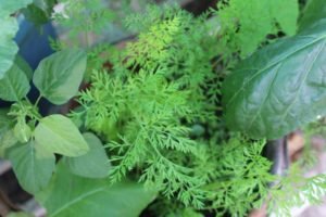 Young carrot plants doing well under some shade