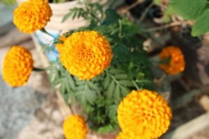 Marigold acts as a good trap crop