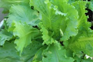 Young lettuce plant looking yummy