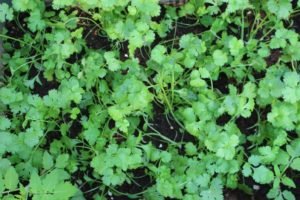 Fresh coriander in our kitchen comes from here