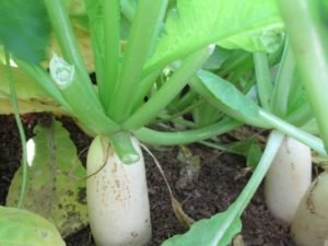 We already have harvested few batches of radish this year and will be harvesting even more