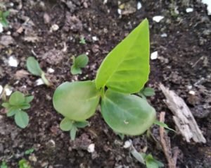 The first true leaf in a cluster bean plant