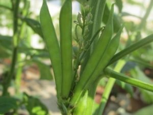 Immature Cluster Bean Pods