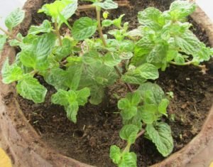 Mint growing in a six inch container