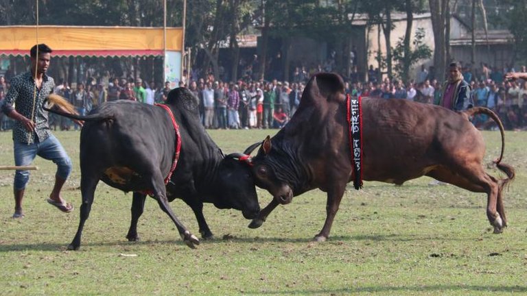 
Bullfight