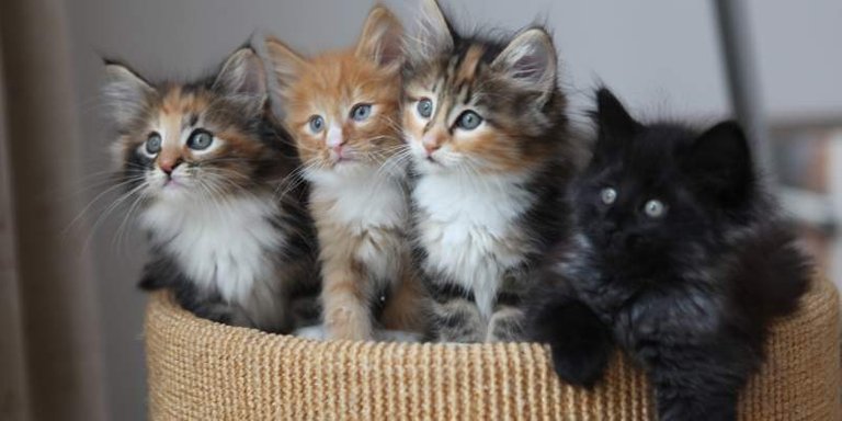 kittens