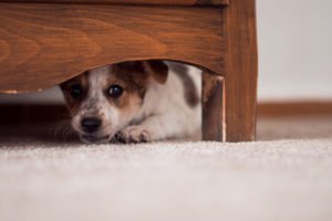 dog afraid of thunder