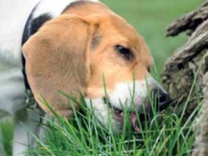 Why Dogs Eat Grass