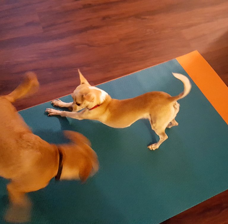 Yoga dogs