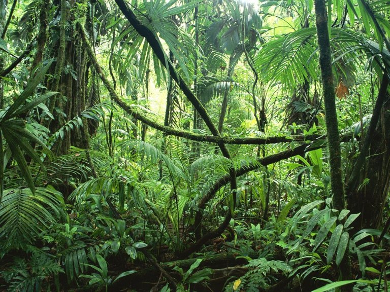 نتيجة بحث الصور عن ‪the Amazon‬‏