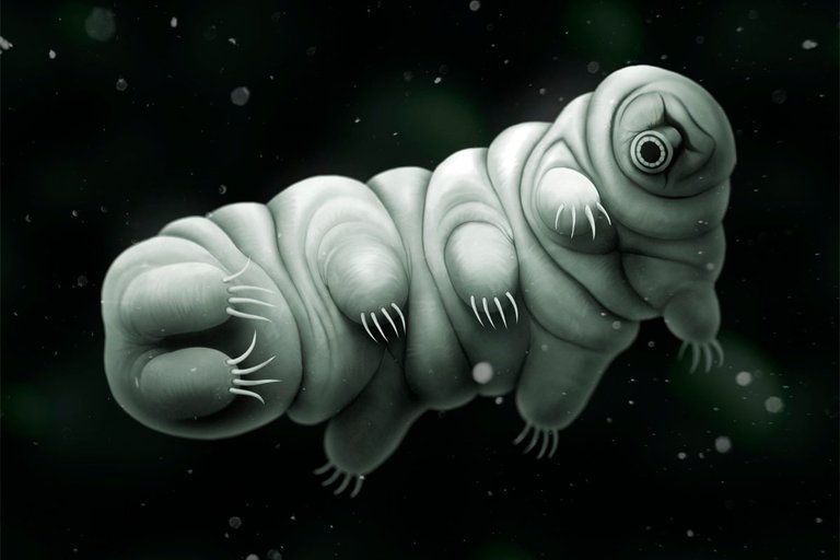 Tardigrade3