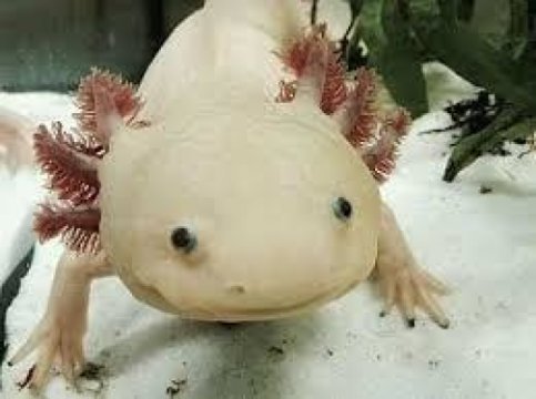 mexican salamander