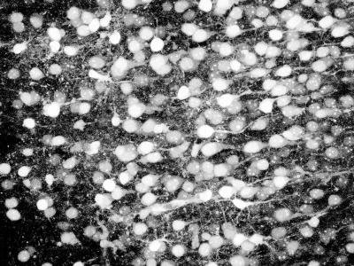 mouse neurons