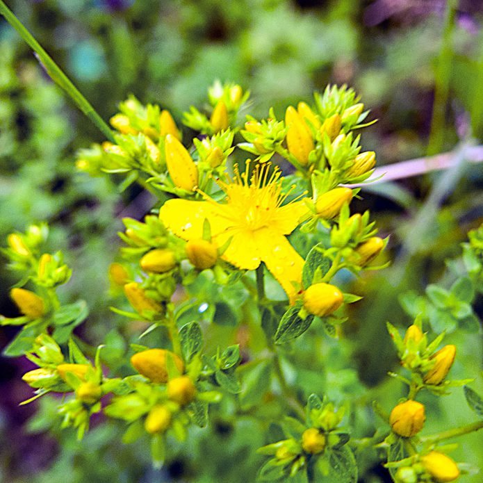 Johanniskraut Blüte