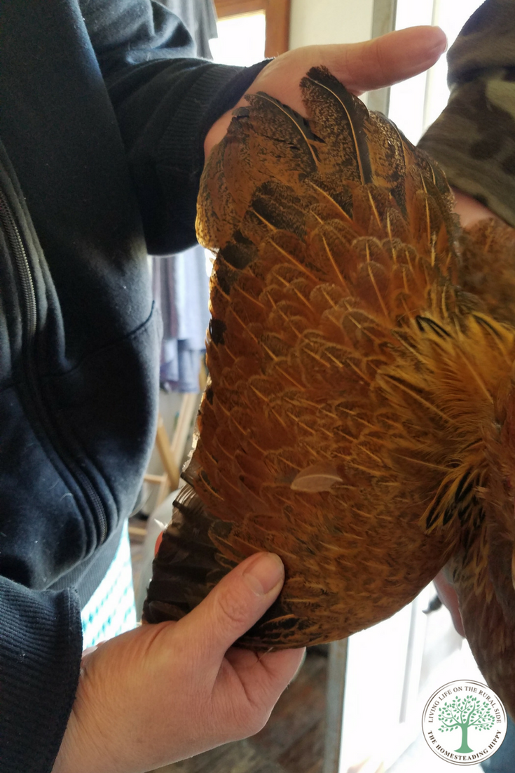 Have flighty birds that escape their pens? Learn how safely clipping chicken wings can help decrease this problem.