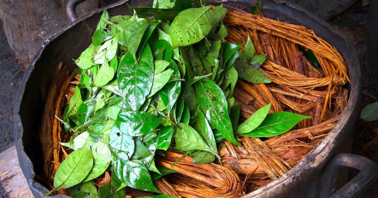 Ayahuasca stimulates brain cell growth