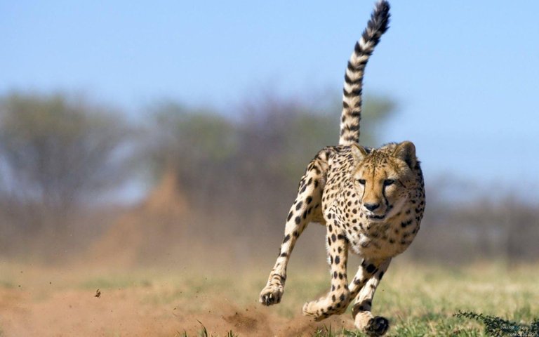 Image result for beautiful  cheetah picture hd