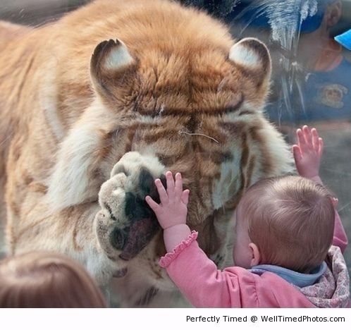 Helping to console a friend – When at the zoo, two different friends find an amazing bond.